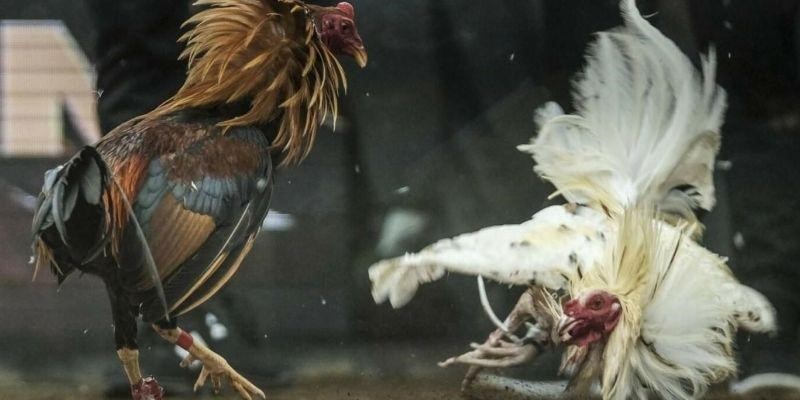 Đôi nét về lịch sử và nguồn gốc của đá gà mạng
