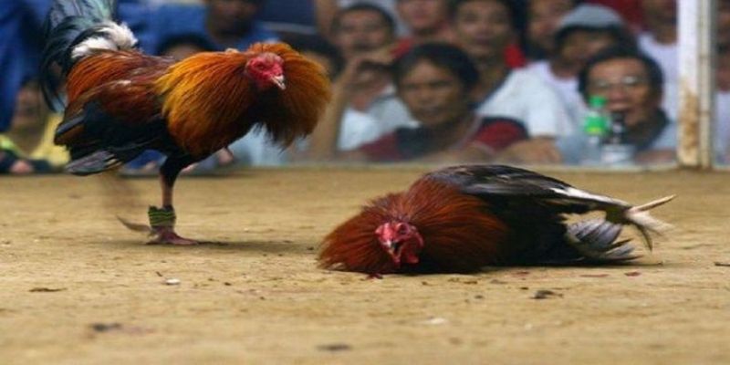 Luật thi đấu công tâm nhất trong đá gà trực tiếp nohu90
