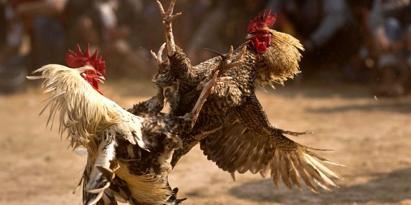 Giới thiệu sơ nét về đá gà trực tiếp C1